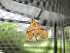 Aleuron iphis