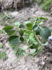 Sambucus cerulea