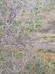 Zonotrichia leucophrys