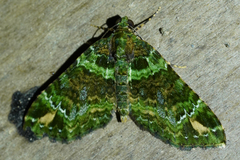 Hammaptera ignifera