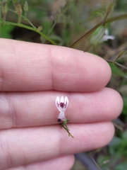 Andrographis paniculata