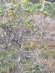 Zonotrichia leucophrys