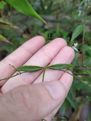 Andrographis paniculata