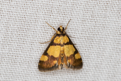 Deuterarcha xanthomela