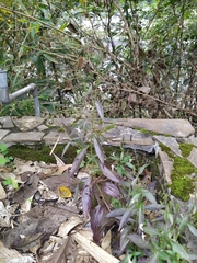 Andrographis paniculata