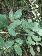 Lespedeza thunbergii