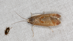 Syntonarcha iriastis