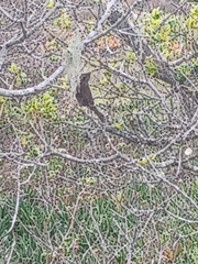 Zonotrichia leucophrys