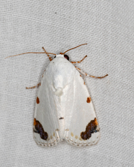 Chasmina pulchra