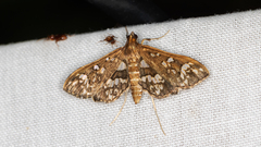 Sameodes cancellalis
