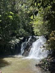 Toechima erythrocarpum
