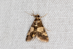 Nacoleia mesochlora