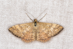 Scopula rubraria