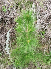 Pinus radiata