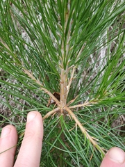 Pinus radiata