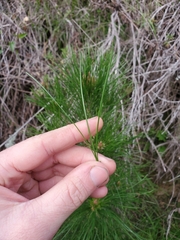 Pinus radiata