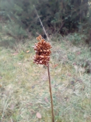 Juncus conglomeratus