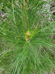 Pinus radiata