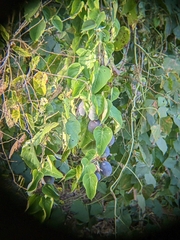 Passiflora ligularis ligularis
