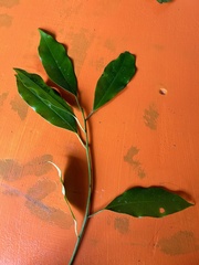 Toechima erythrocarpum