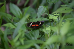 Heliconius clysonymus