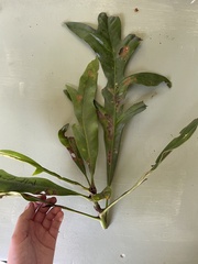 Placospermum coriaceum