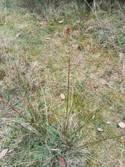 Juncus conglomeratus