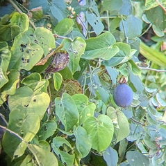 Passiflora ligularis ligularis