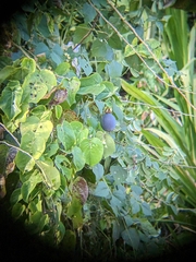 Passiflora ligularis ligularis