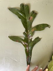 Placospermum coriaceum