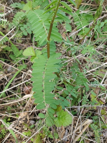 Vetch foliage