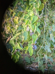 Passiflora ligularis ligularis