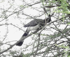 Corythaixoides leucogaster