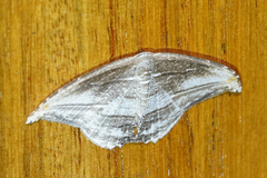 Morphomima fulvitacta