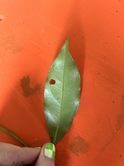 Toechima erythrocarpum