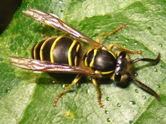 Vespula flaviceps