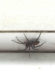 Castianeira descripta