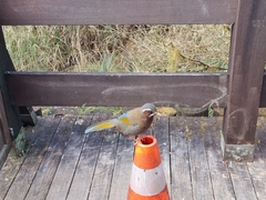 Trochalopteron morrisonianum