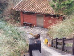 Trochalopteron morrisonianum