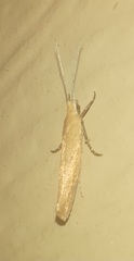 Ypsolopha ochrella