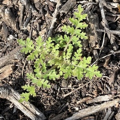 Eucrypta chrysanthemifolia