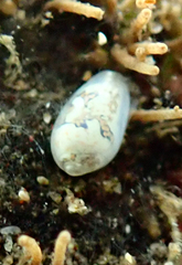 Cystiscus sandwicensis