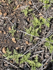 Eucrypta chrysanthemifolia