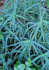 Aloe arborescens