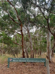 Eucalyptus leucoxylon leucoxylon