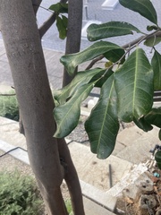 Cupaniopsis anacardioides
