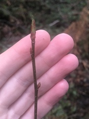 Oemleria cerasiformis