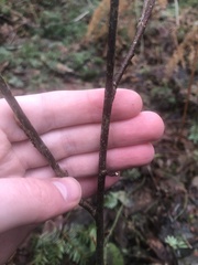 Oemleria cerasiformis