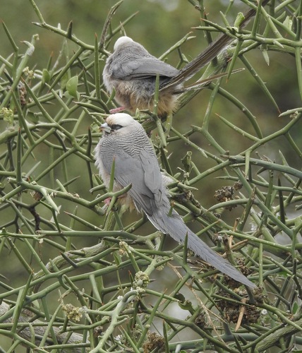 White-headed Mousebird (Colius leucocephalus)