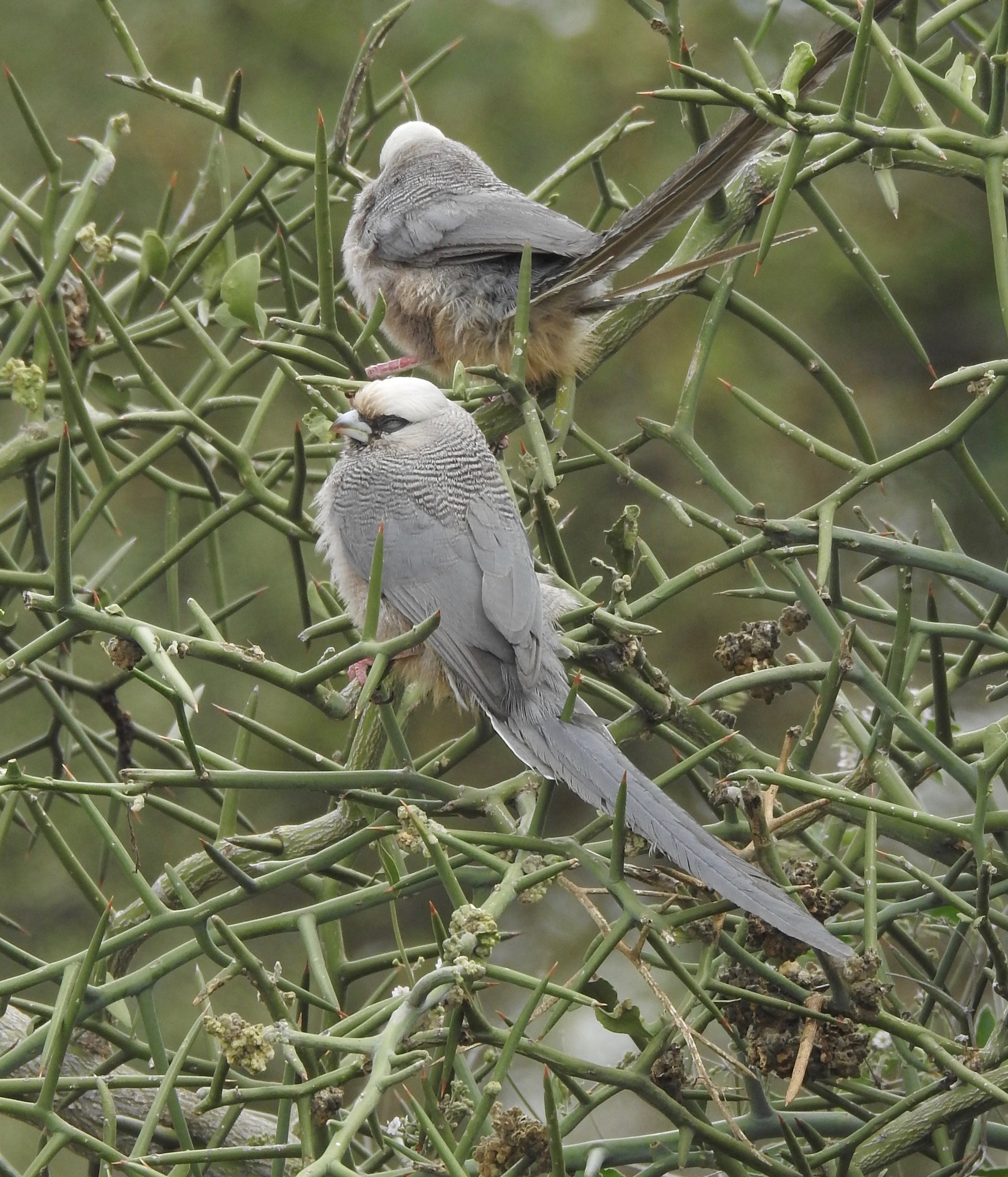 White-headed Mousebird (Colius leucocephalus), photo 1